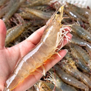 국내산 활 대하 흰다리새우 1kg 35미 내외