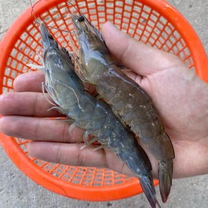 제철 국내산 활 흰다리새우 1kg