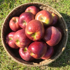 산지직송 햇 명품감홍 2kg/4kg