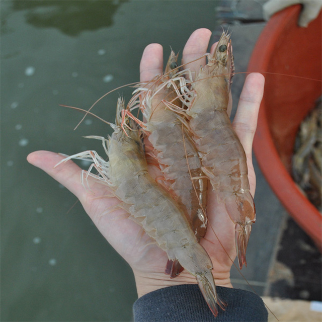 전남 신안군 1kg 왕새우 흰다리새우