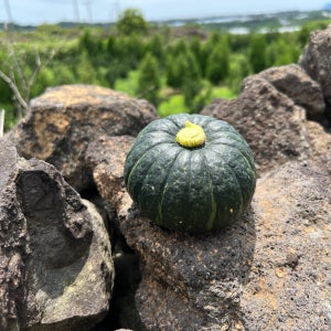 제주 특품 미니 밤호박 5kg