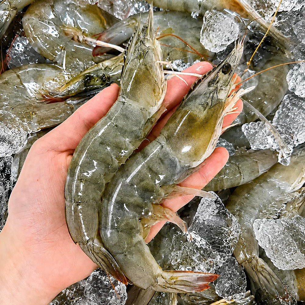 신안 생물 흰다리 새우 1kg