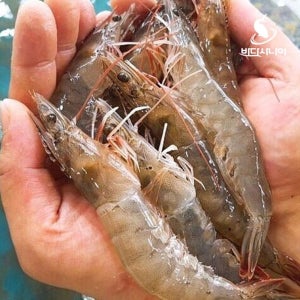 국내산 태안 활새우 1kg 32미 내외