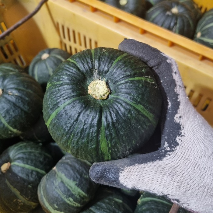 제주산 특품 미니밤호박 3kg