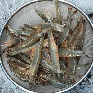 생물 흰다리새우 1kg 33미 내외