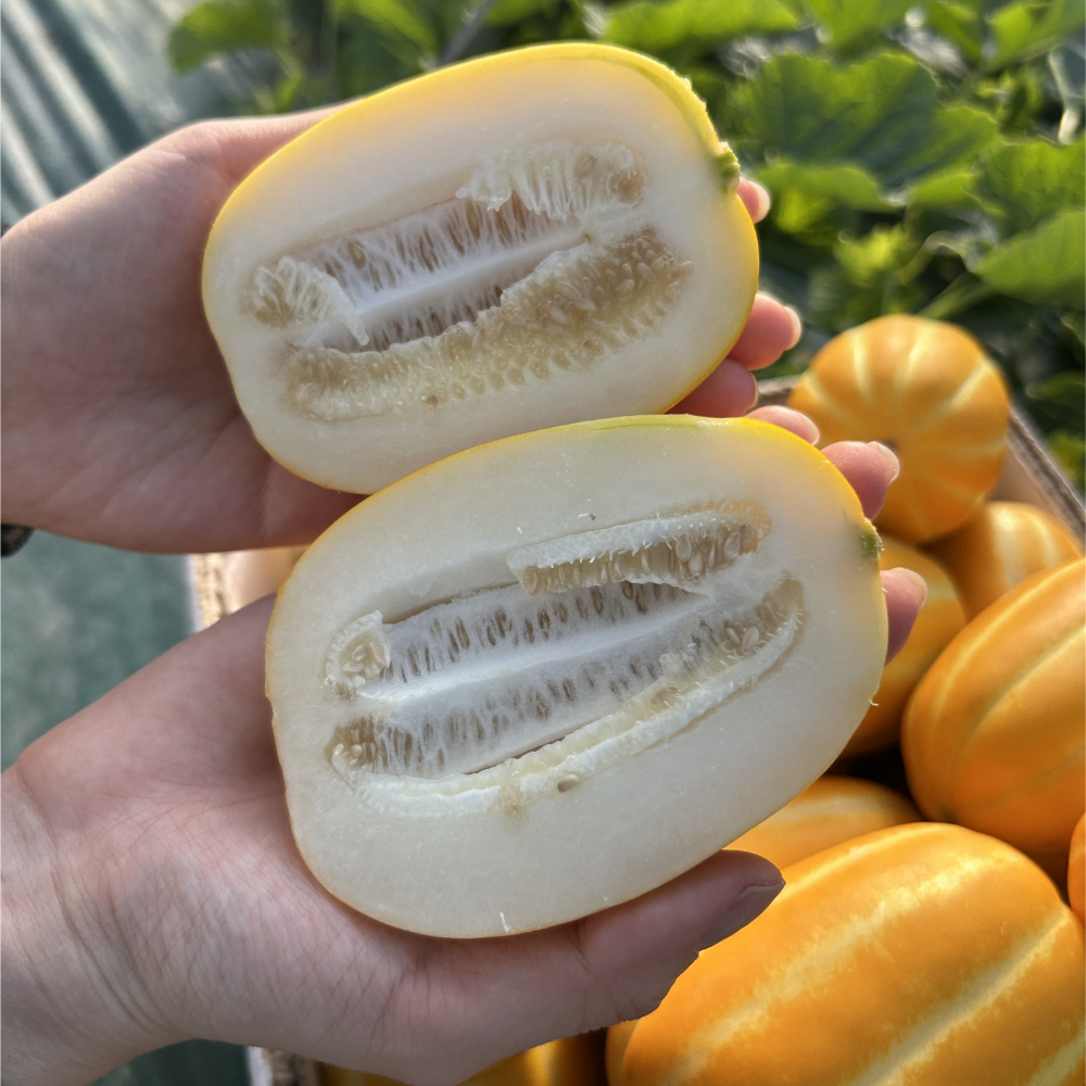 성주 고당도 참외 로얄과 10kg
