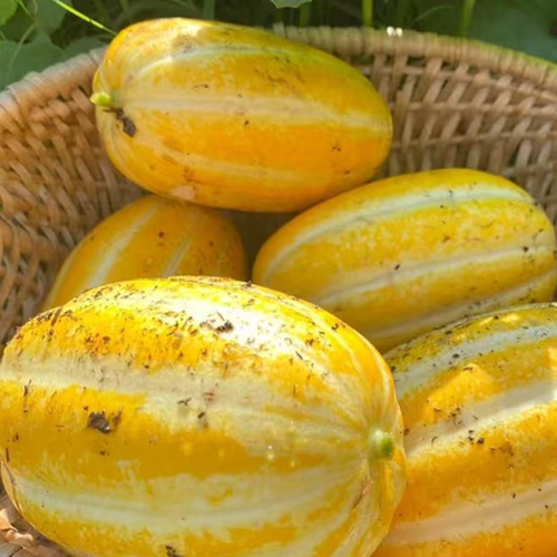 (농할) 성주 꿀 참외 가정용 혼합과 실중량10kg
