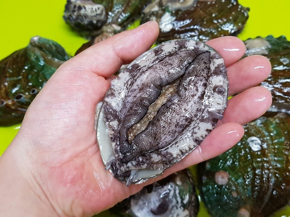 국내산 완도 활 대전복 1kg 11-12미