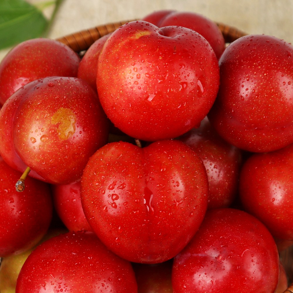저탄소 GAP 노지 대석자두 대과 1kg (40g 이상)