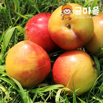국내산 대석자두 4kg 로얄과