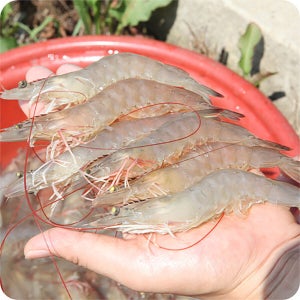 당일조업 활 흰다리새우 1kg(30-35미) 왕새우/대하 26년 첫조업