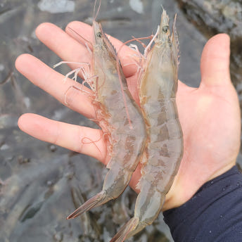 신안 활새우 1kg 40미 내외