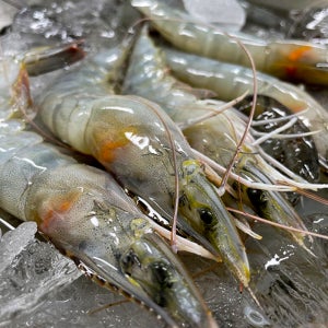 국내산 활 흰다리 새우 1kg