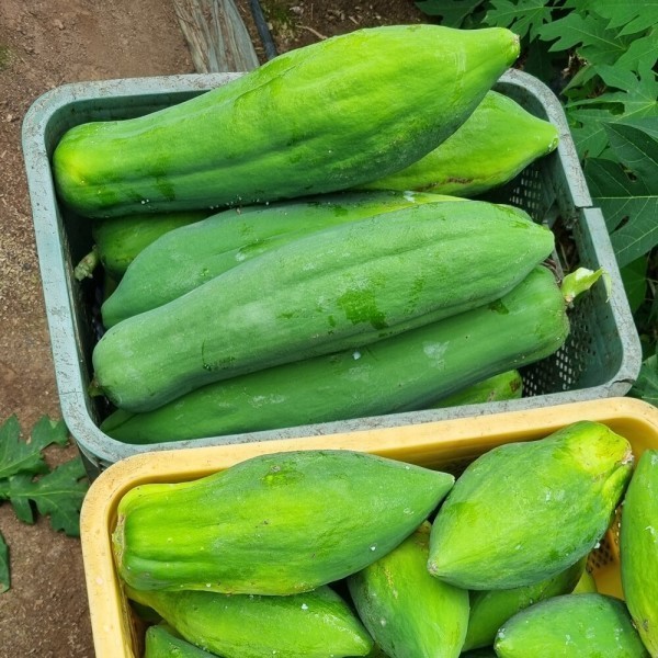 국내산 그린파파야 5kg
