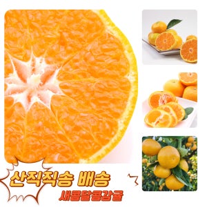 제주 극조생 햇 노지 감귤 3kg 대과