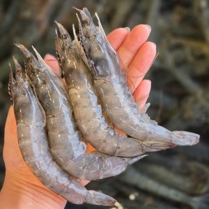 활 흰다리 새우 1kg(30미 내외)
