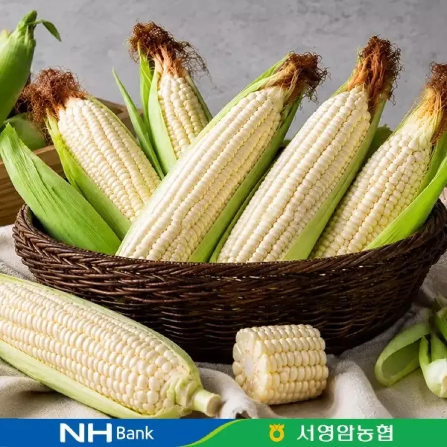 햇 찰옥수수 15개입 특품