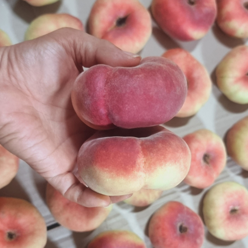 거반도 납작 복숭아 500g