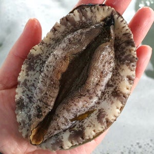 국산 활전복 1kg (10미)