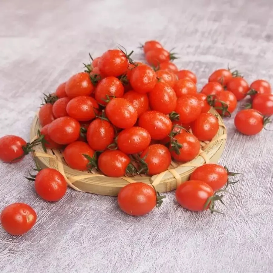 스테비아 대추방울 토망고 500gX4팩 (2kg)