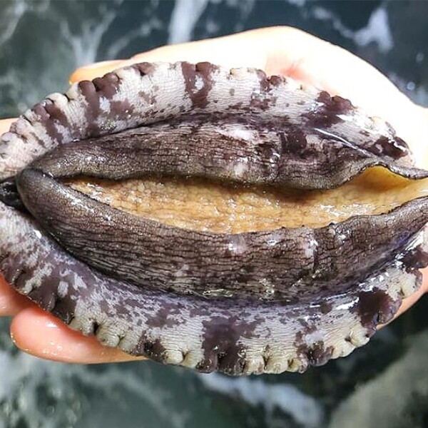 국내산 활 전복 10~11미 1kg