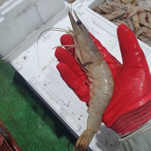 서해 자연산 대하 새우 1kg 25미 내외