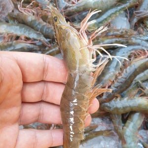 국내산 생물 노지 활새우 1kg 34미 내외